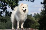 SAMOYEDE 096